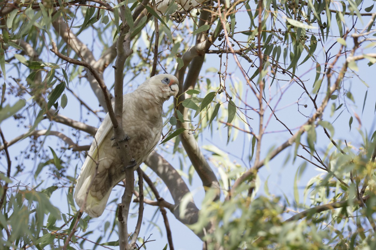 Western Corella - ML620024571