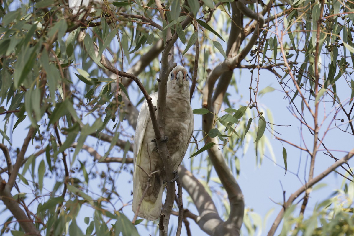 Western Corella - ML620024573