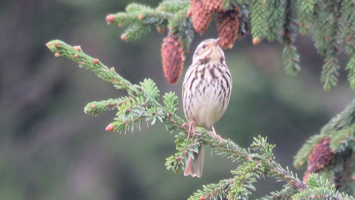 Olive-backed Pipit - ML620024592