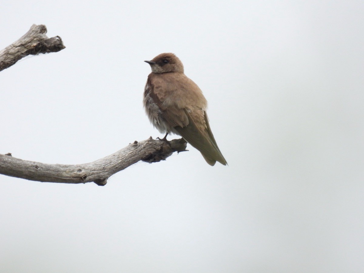 Northern Rough-winged Swallow - ML620024593