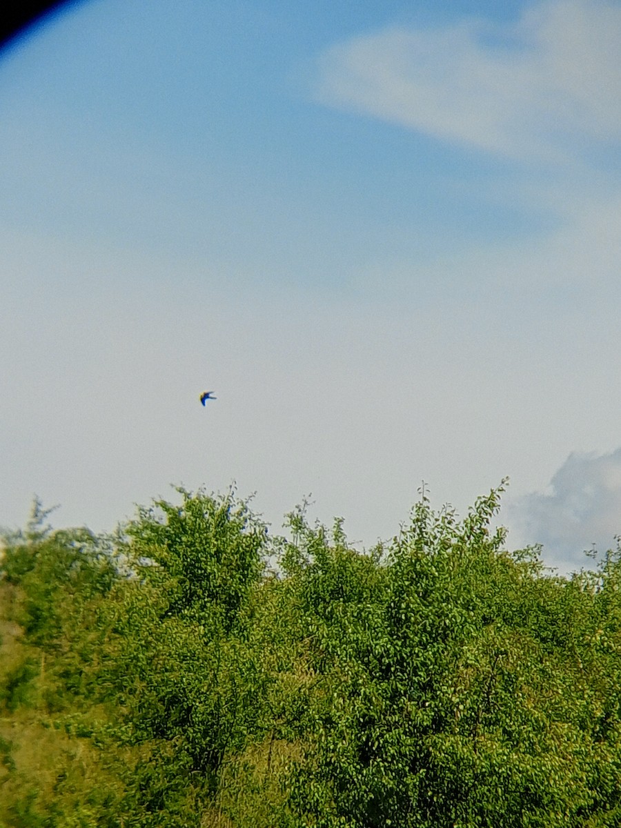 בז עצים - ML620024604