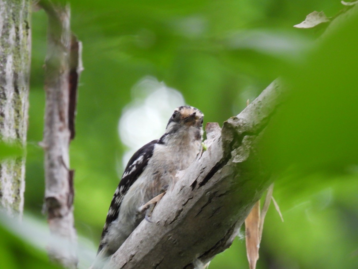 Downy Woodpecker - ML620024615
