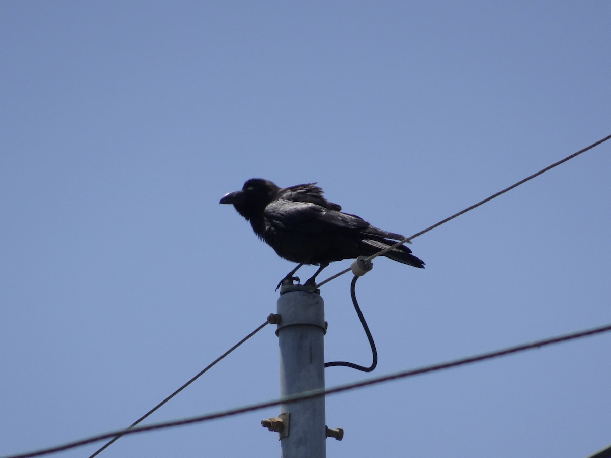Large-billed Crow - ML620024623