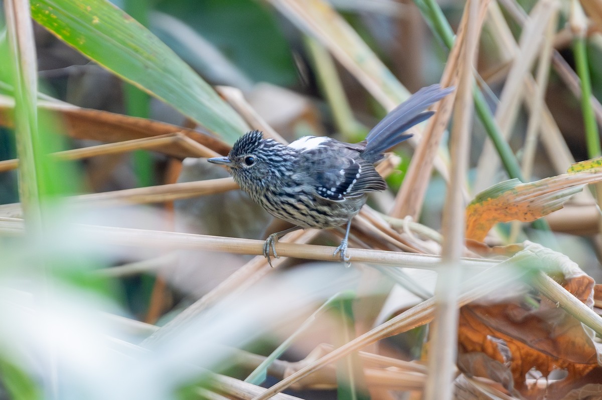 Dusky-tailed Antbird - ML620024658