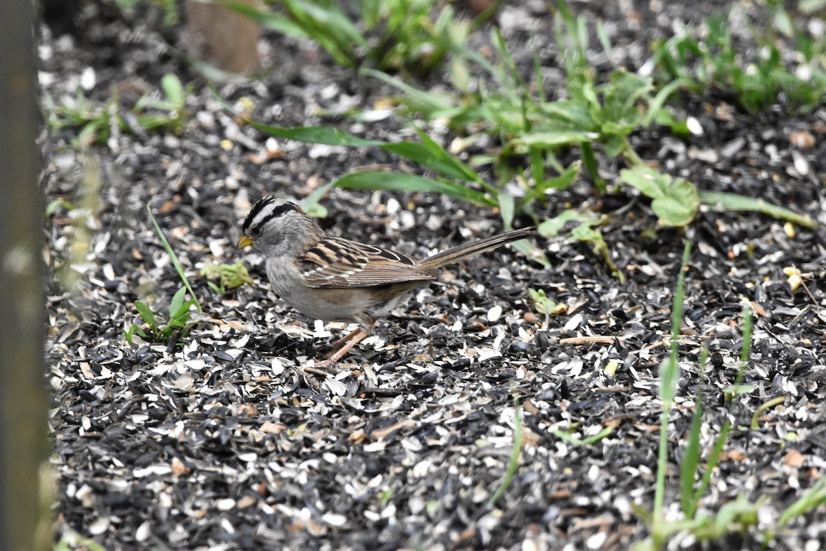 White-crowned Sparrow - ML620024711