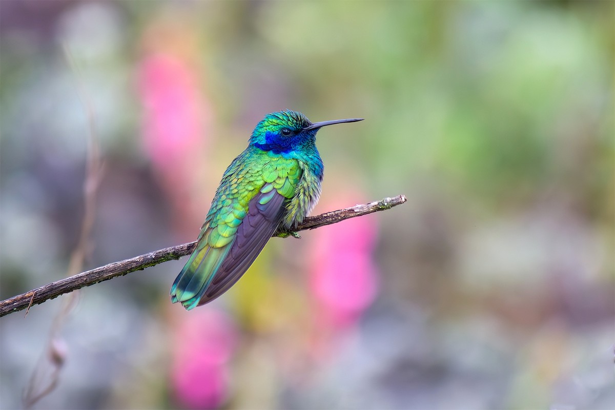 Colibrí Oreja Violeta Mexicano - ML620024728