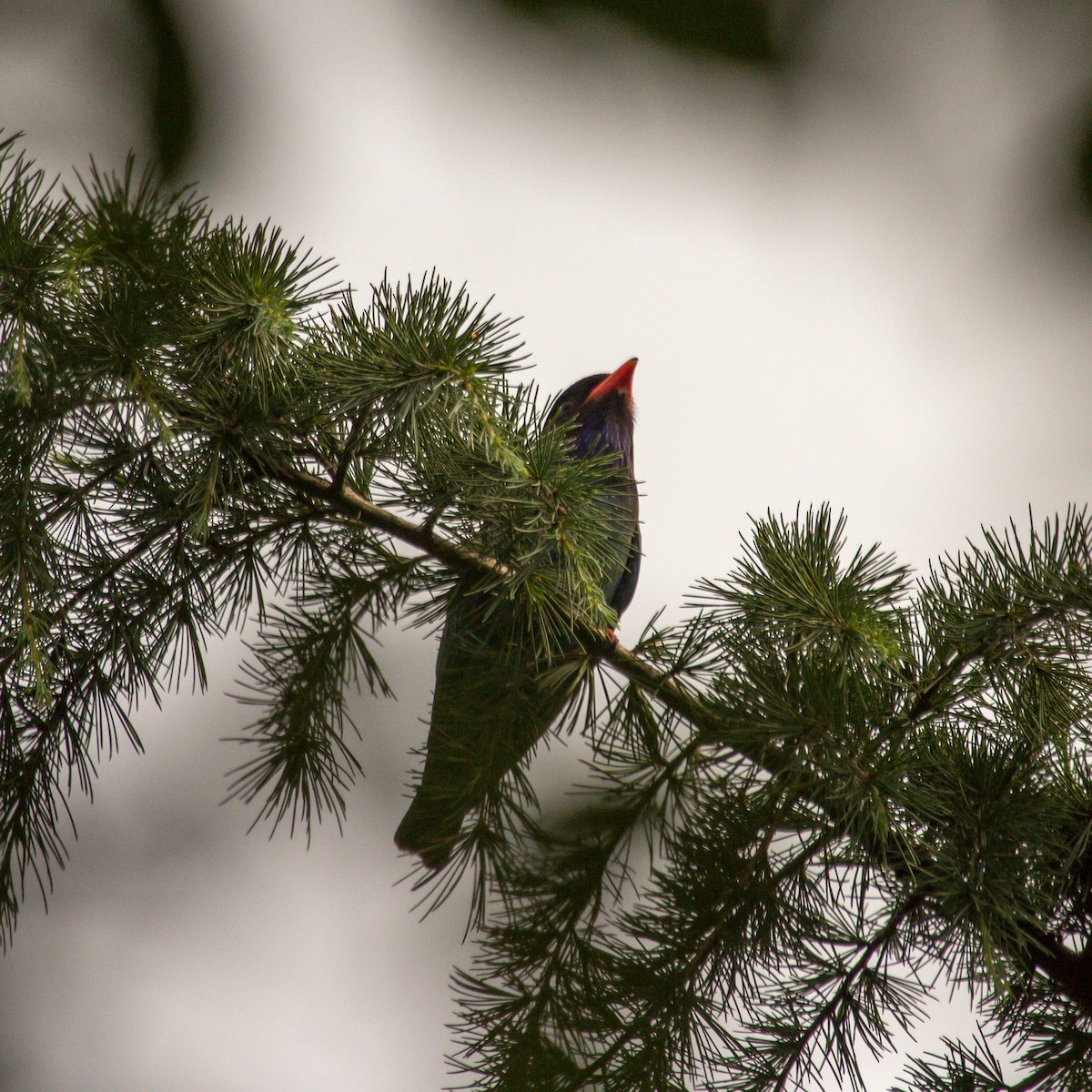 Dollarbird - ML620024751