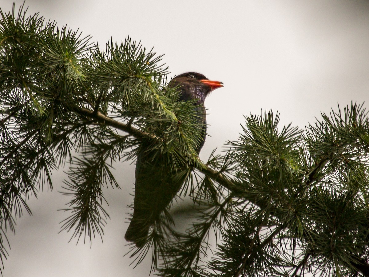 Dollarbird - ML620024752