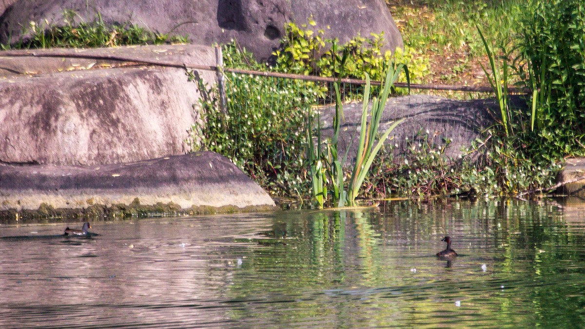 Eurasian Moorhen - ML620024753