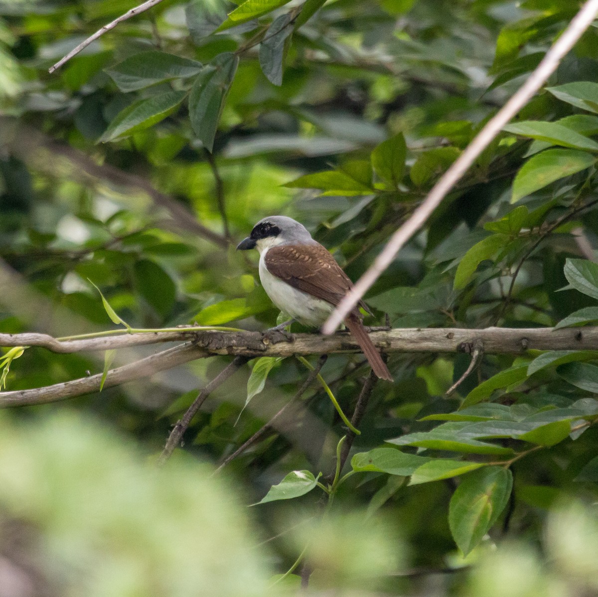 Tiger Shrike - ML620024756