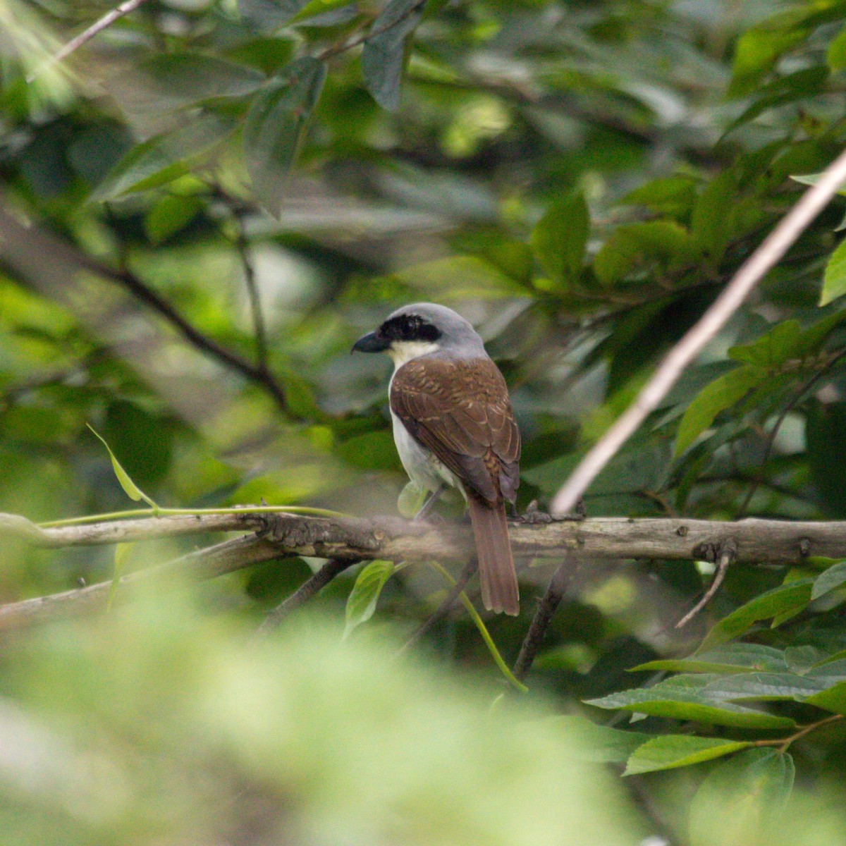 Tiger Shrike - ML620024759