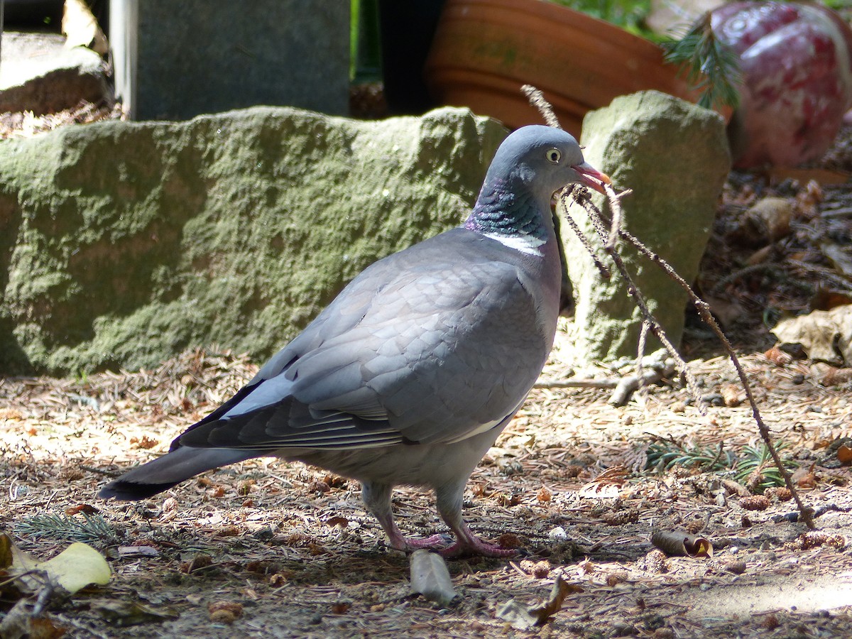 Common Wood-Pigeon - ML620024762