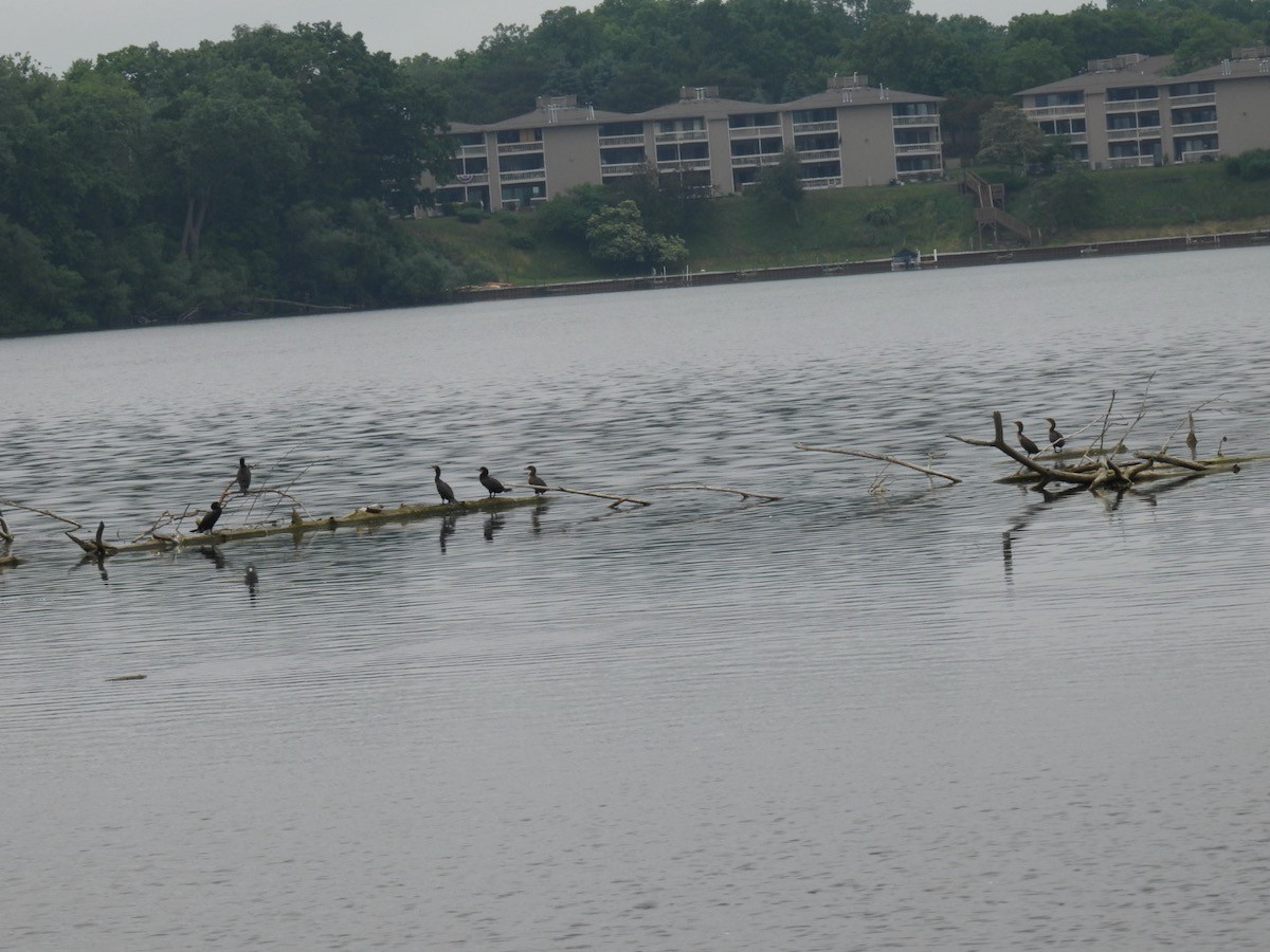 Double-crested Cormorant - ML620024766