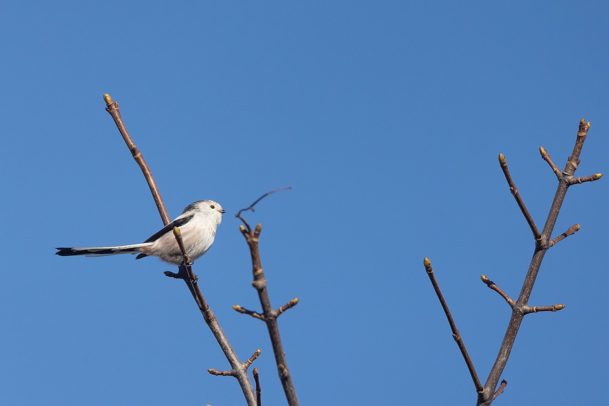 Long-tailed Tit (caudatus) - ML620024777