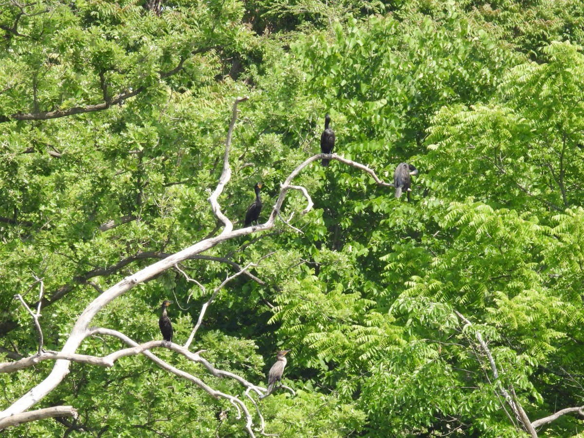 Double-crested Cormorant - ML620024779