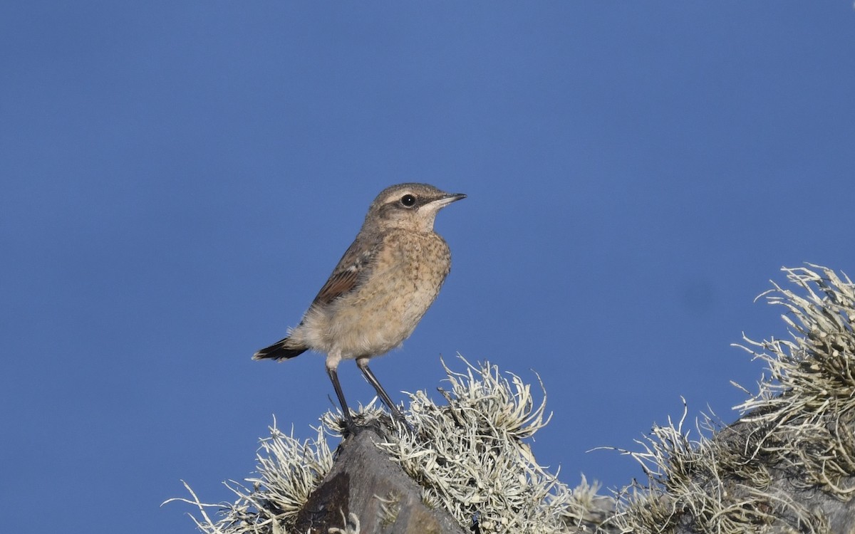 Northern Wheatear - ML620024798