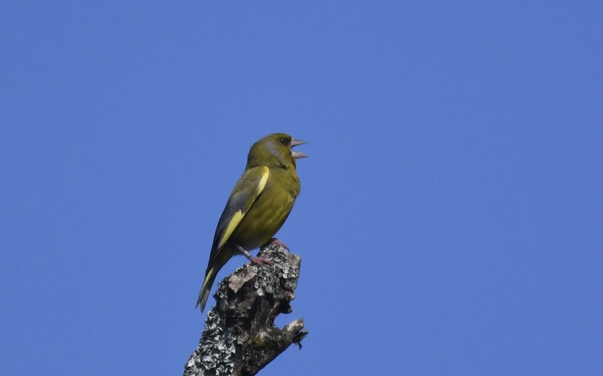 European Greenfinch - ML620024807