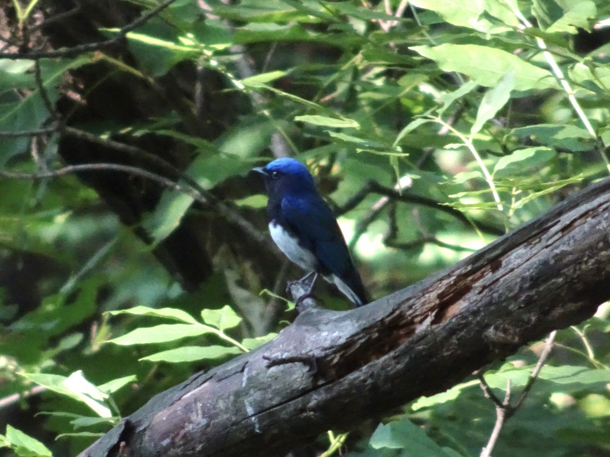 Blue-and-white Flycatcher - ML620024835