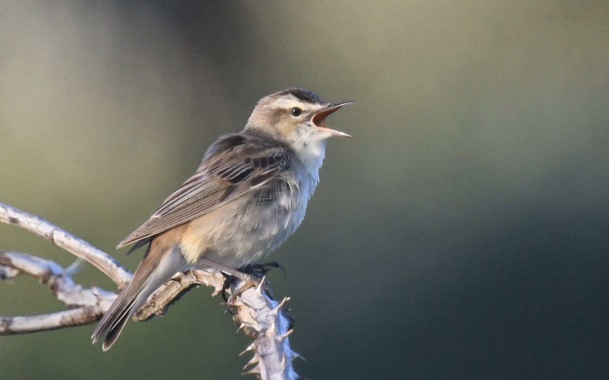 Sedge Warbler - ML620024838