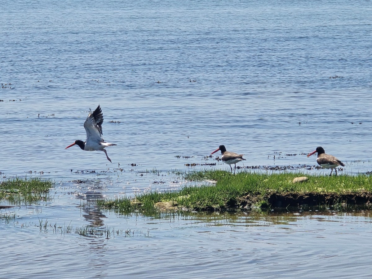 American Oystercatcher - ML620024884