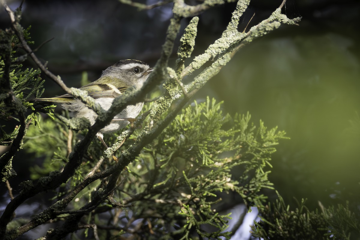 Golden-crowned Kinglet - ML620024893