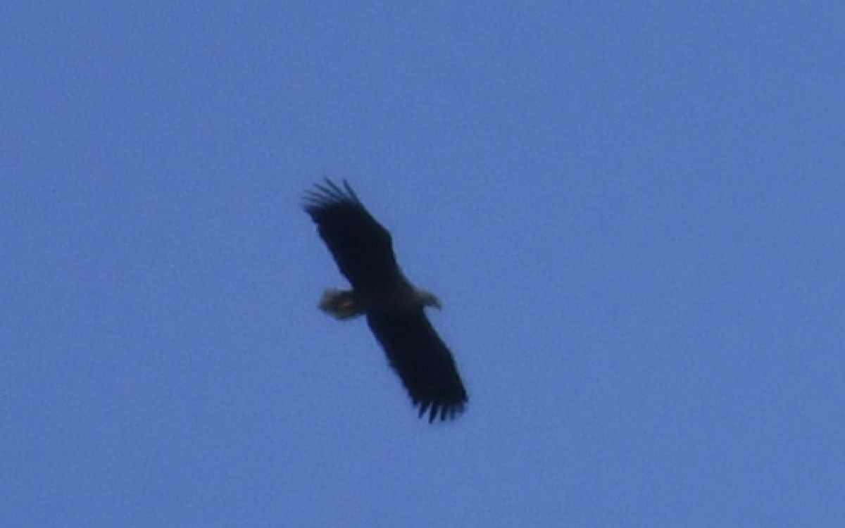 White-tailed Eagle - ML620024905