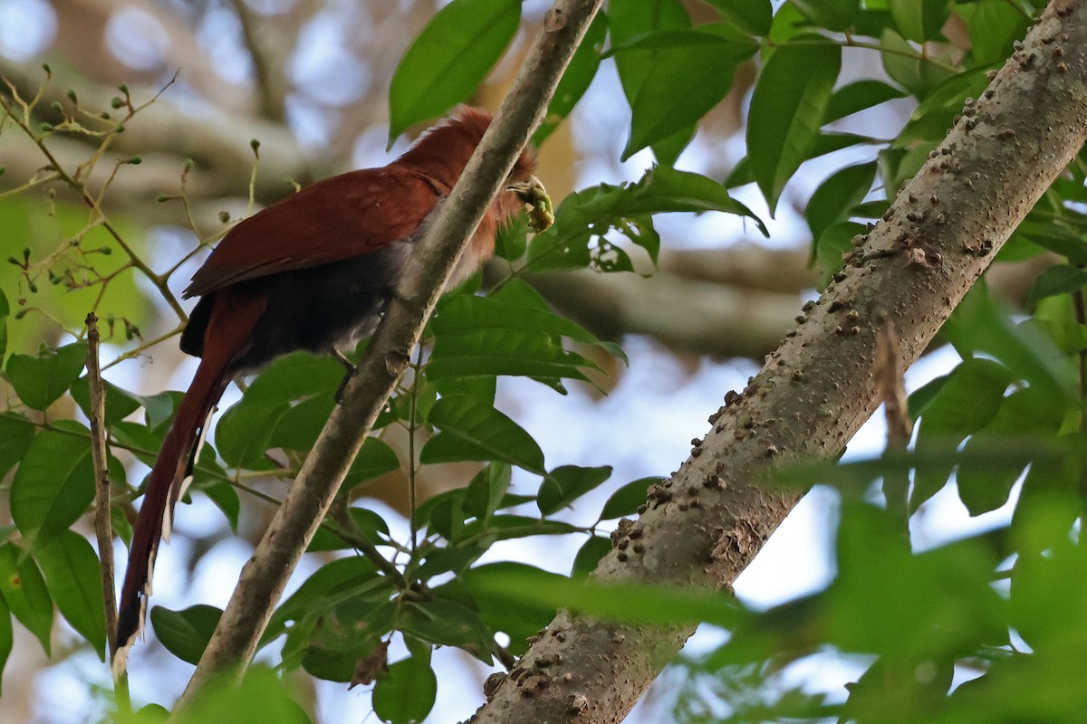 Squirrel Cuckoo (Middle America) - ML620024908