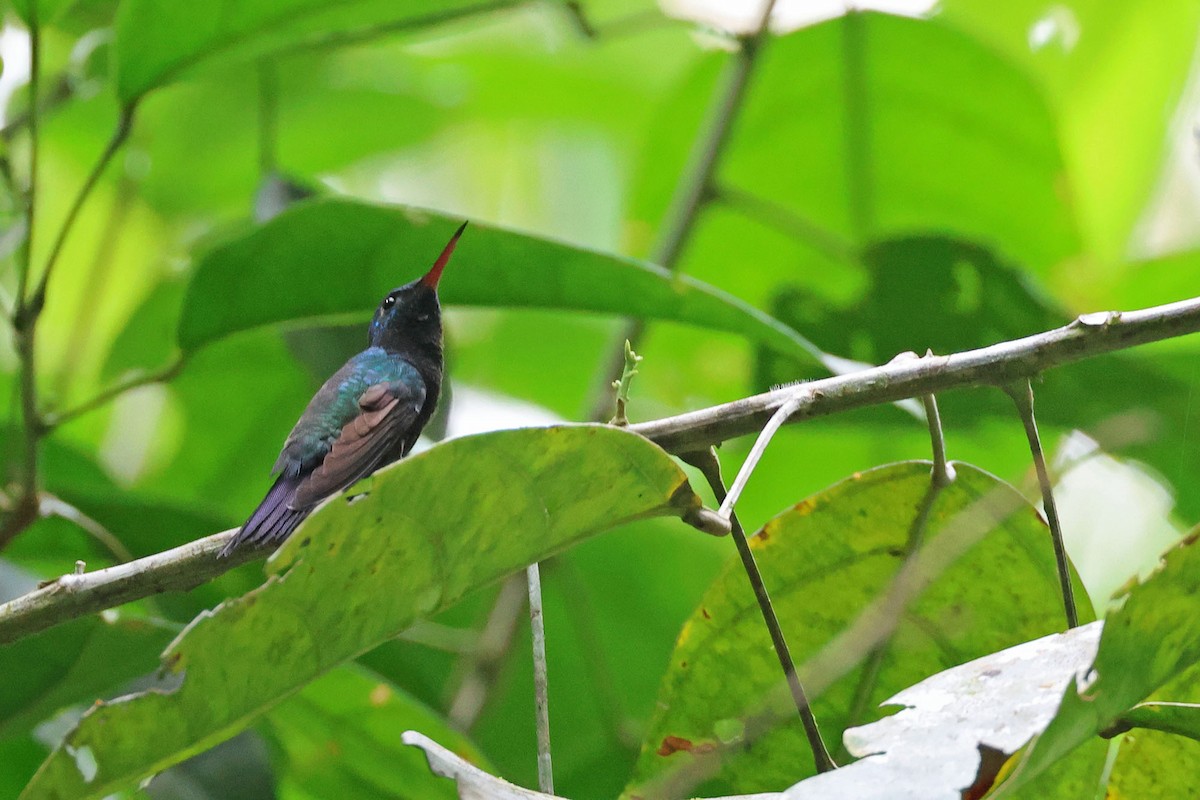 Violet-bellied Hummingbird - ML620024909