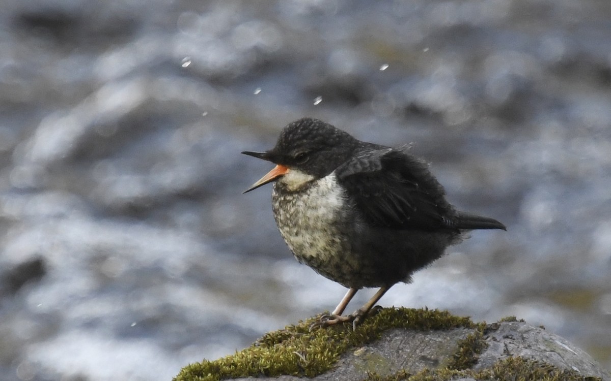 White-throated Dipper - ML620024910