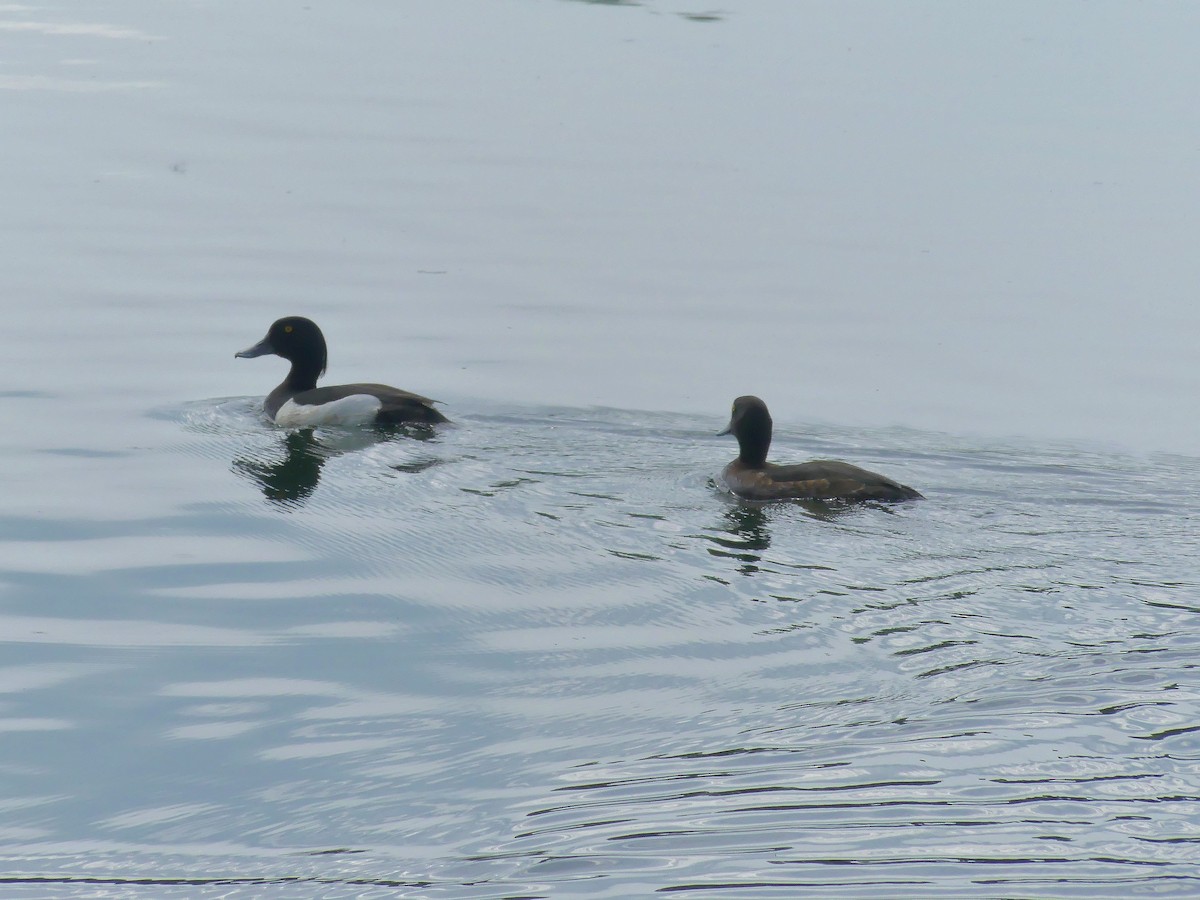 Tufted Duck - ML620024919