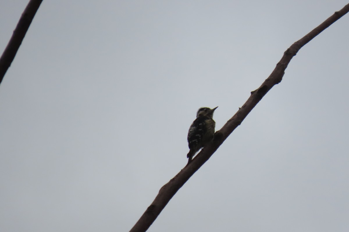 Gray-capped Pygmy Woodpecker - ML620024920