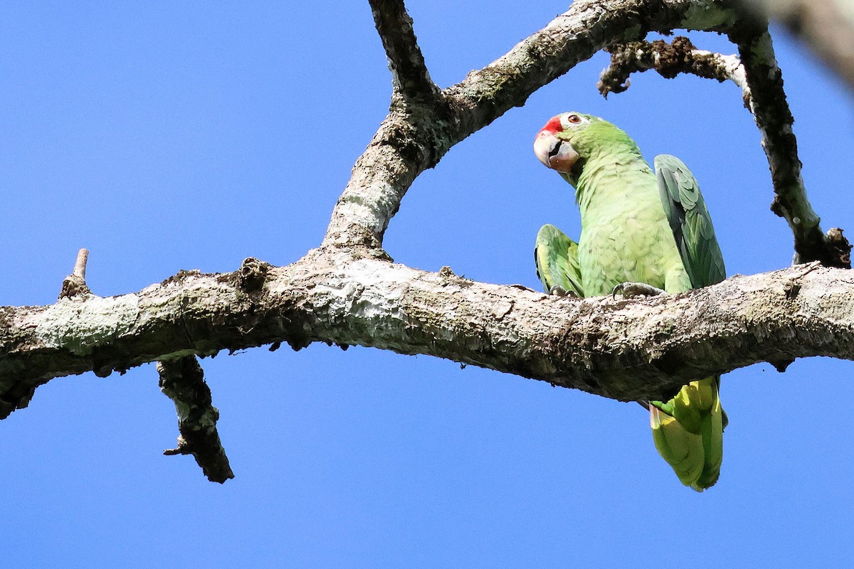 Red-lored Parrot (Red-lored) - ML620024922
