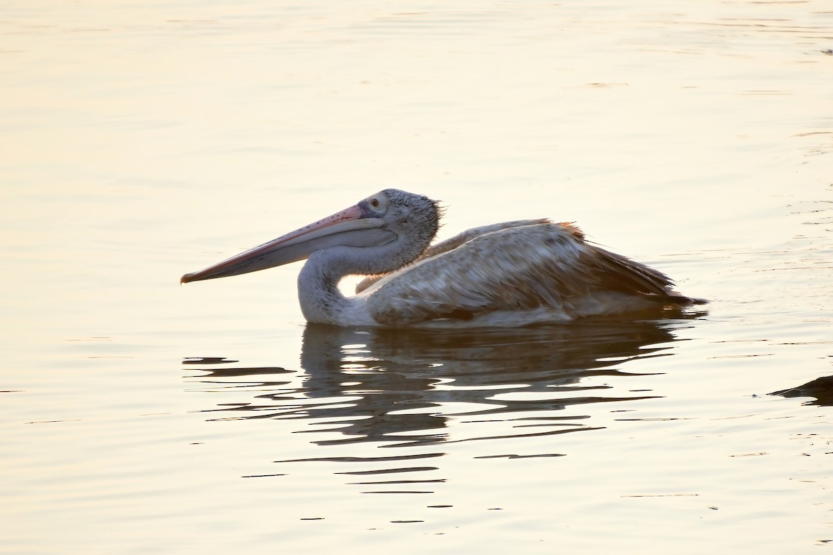 Spot-billed Pelican - ML620024924