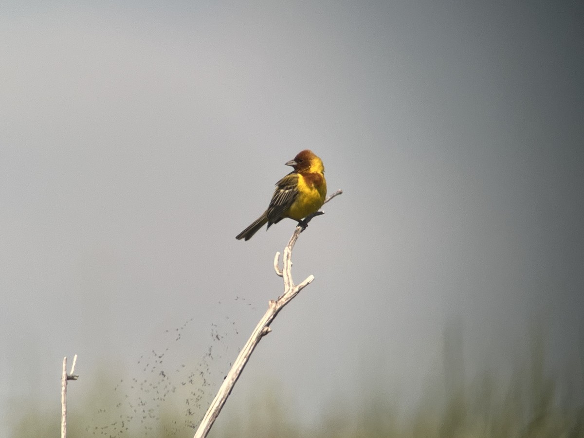 Red-headed Bunting - ML620024928