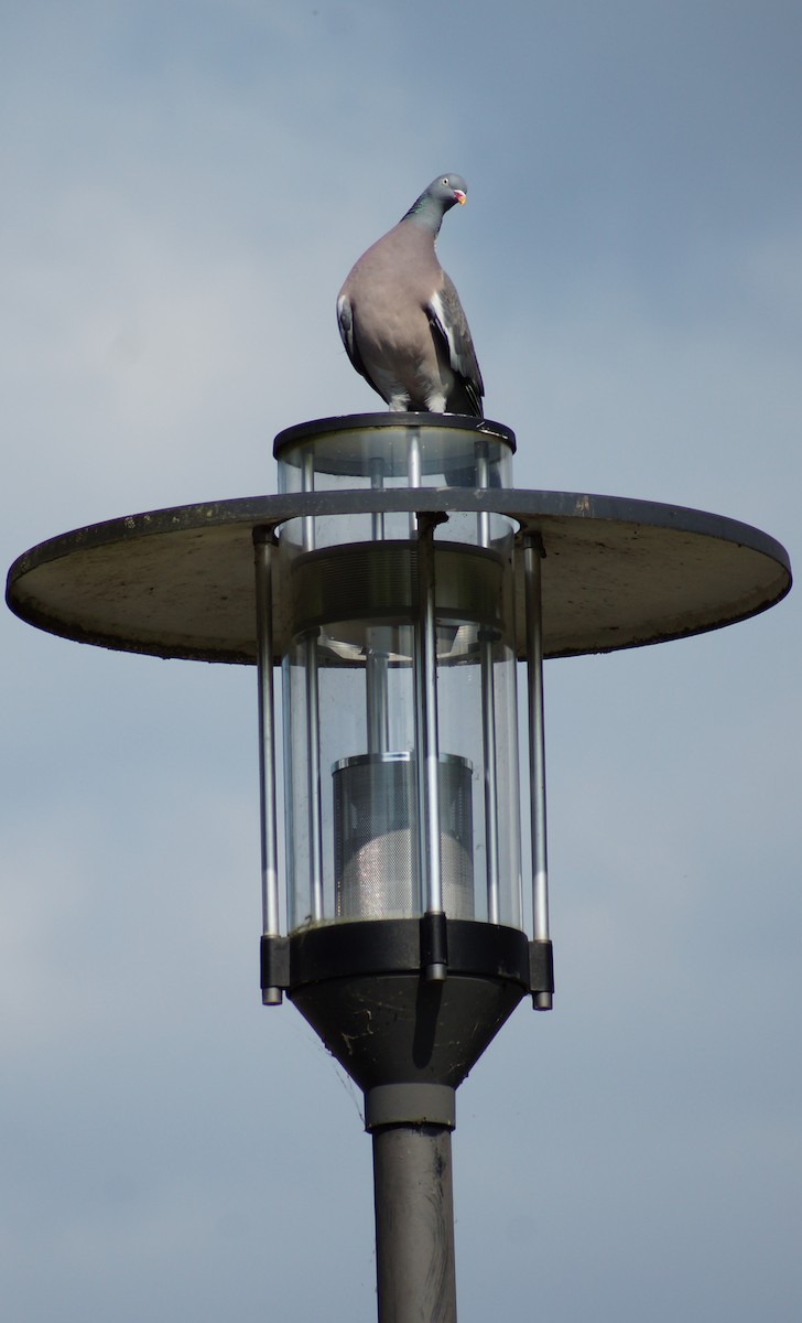 Common Wood-Pigeon - ML620024931