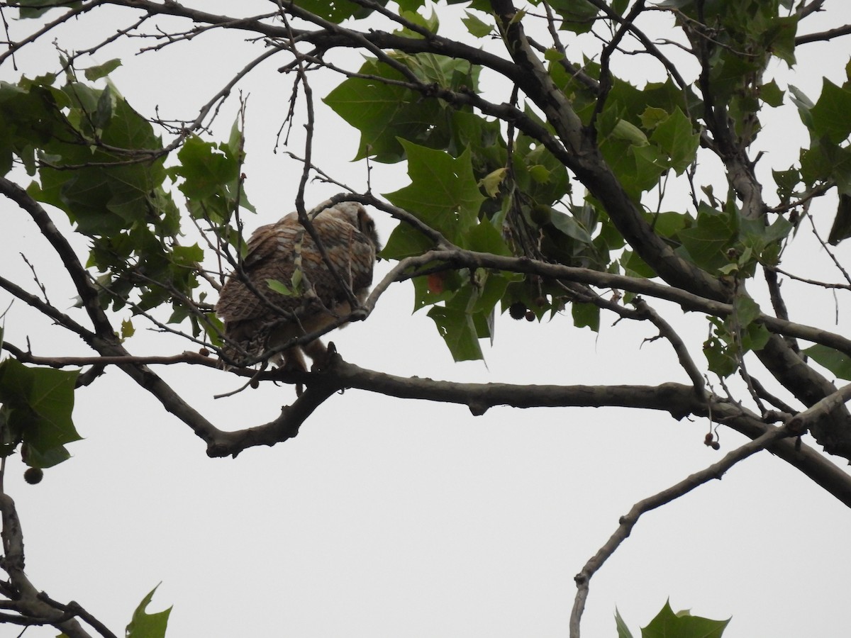 Great Horned Owl - ML620024940