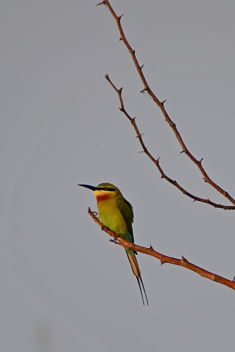 Blue-tailed Bee-eater - ML620024941