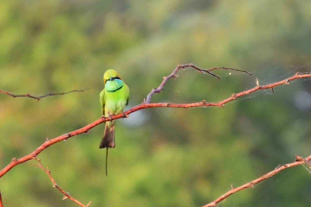 Asian Green Bee-eater - ML620024943