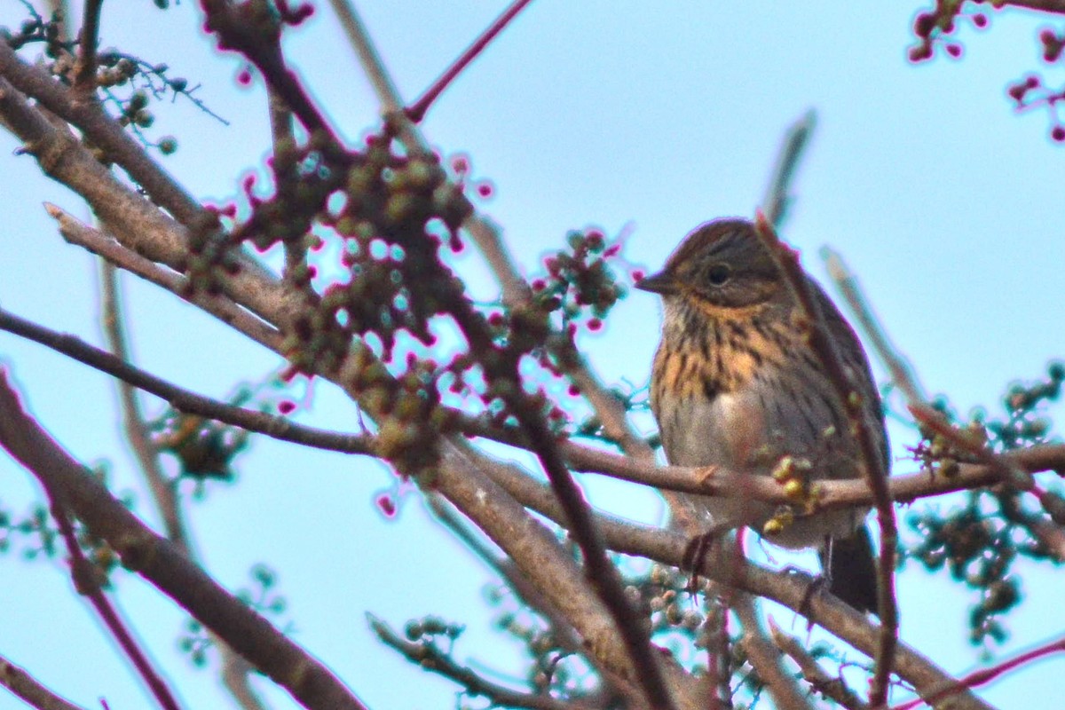 Lincoln's Sparrow - ML620024947