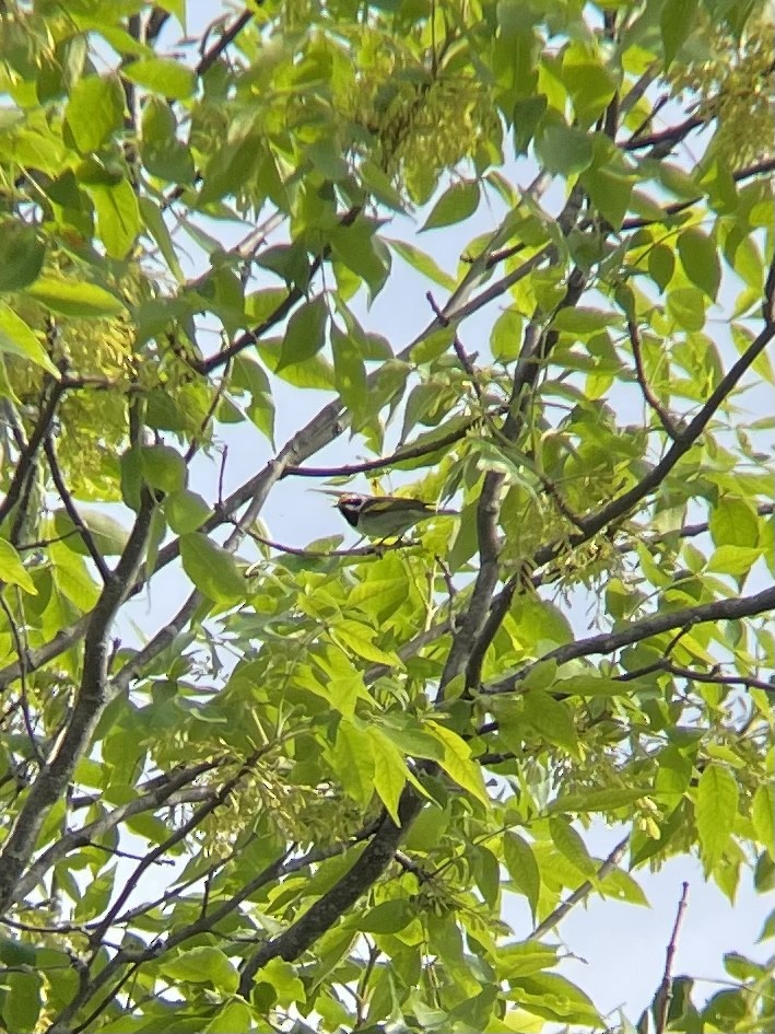 Golden-winged Warbler - ML620024951