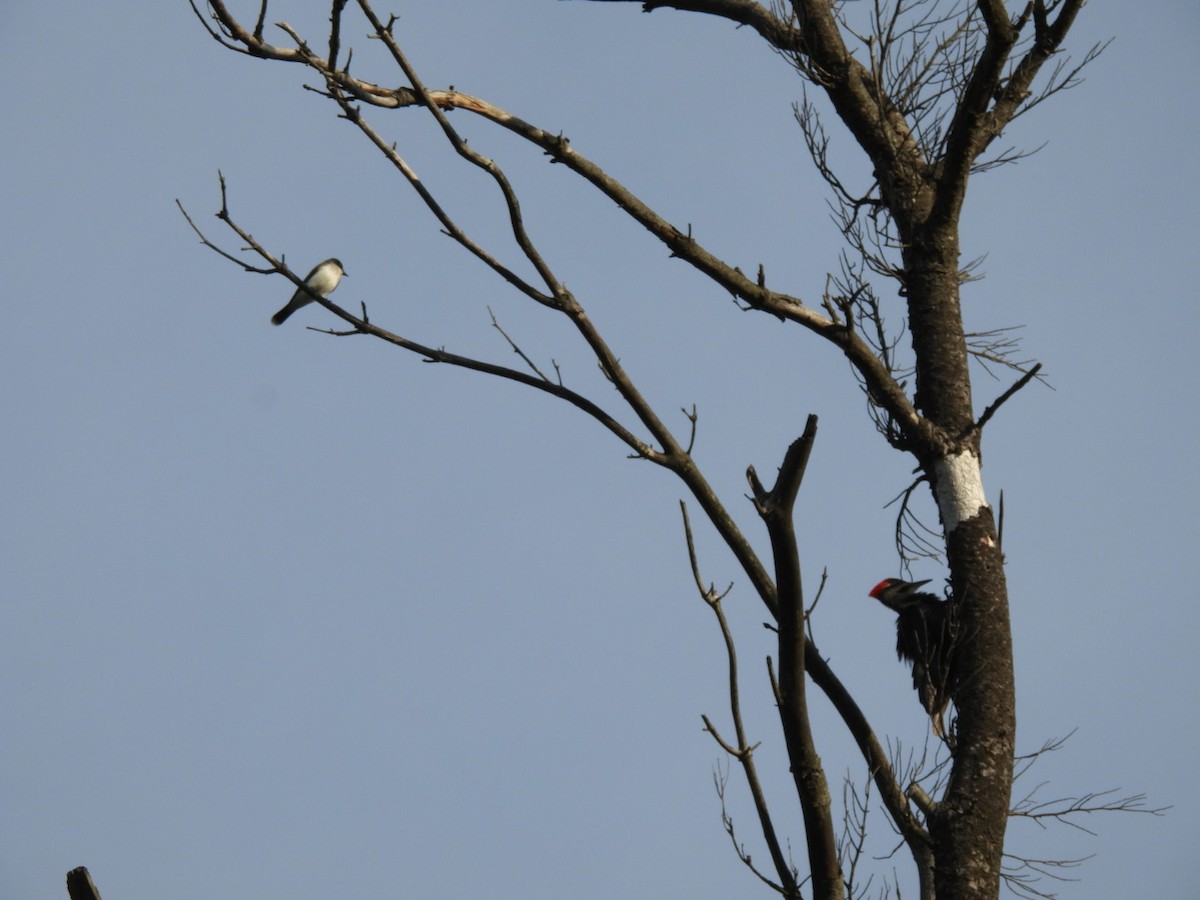 Pileated Woodpecker - ML620024953