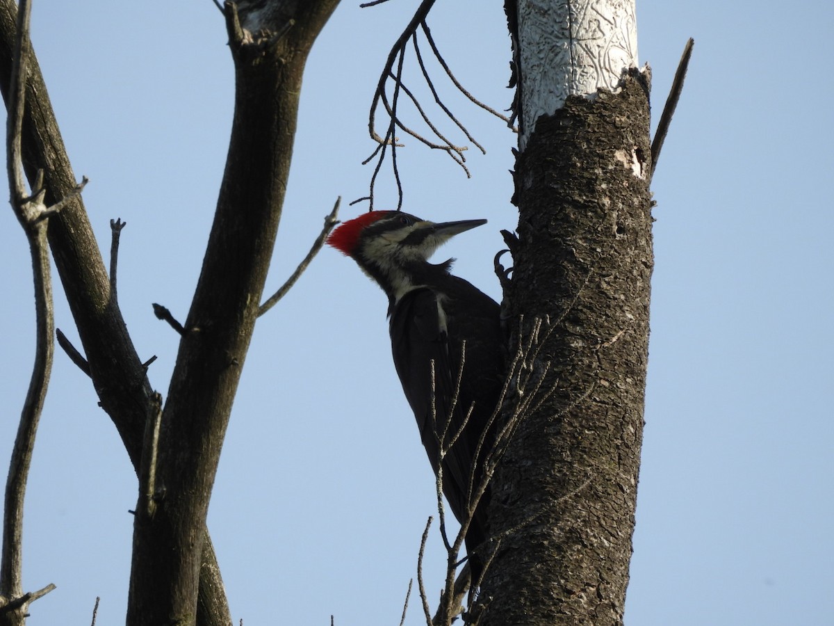 Pileated Woodpecker - ML620024954
