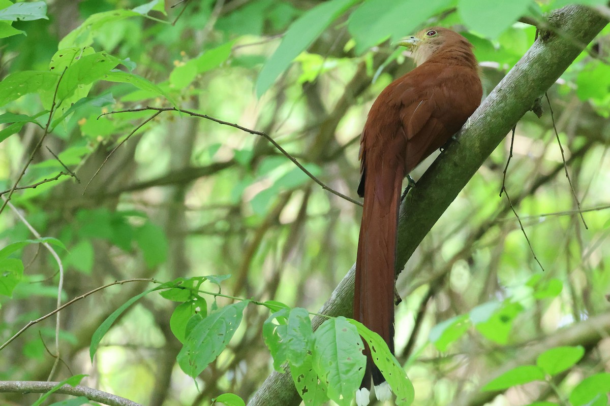 Squirrel Cuckoo (Middle America) - ML620024962