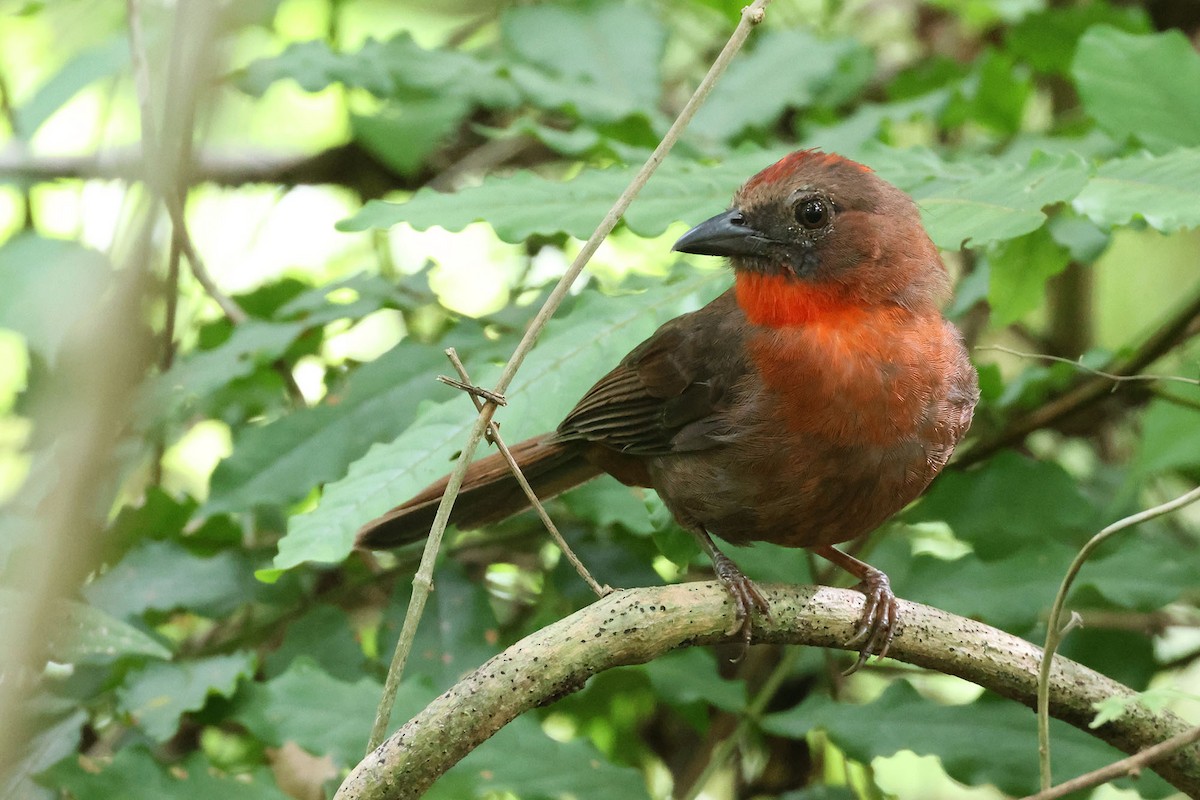 Red-throated Ant-Tanager (Red-throated) - ML620024974