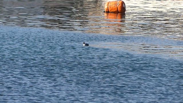 Ancient Murrelet - ML620024976