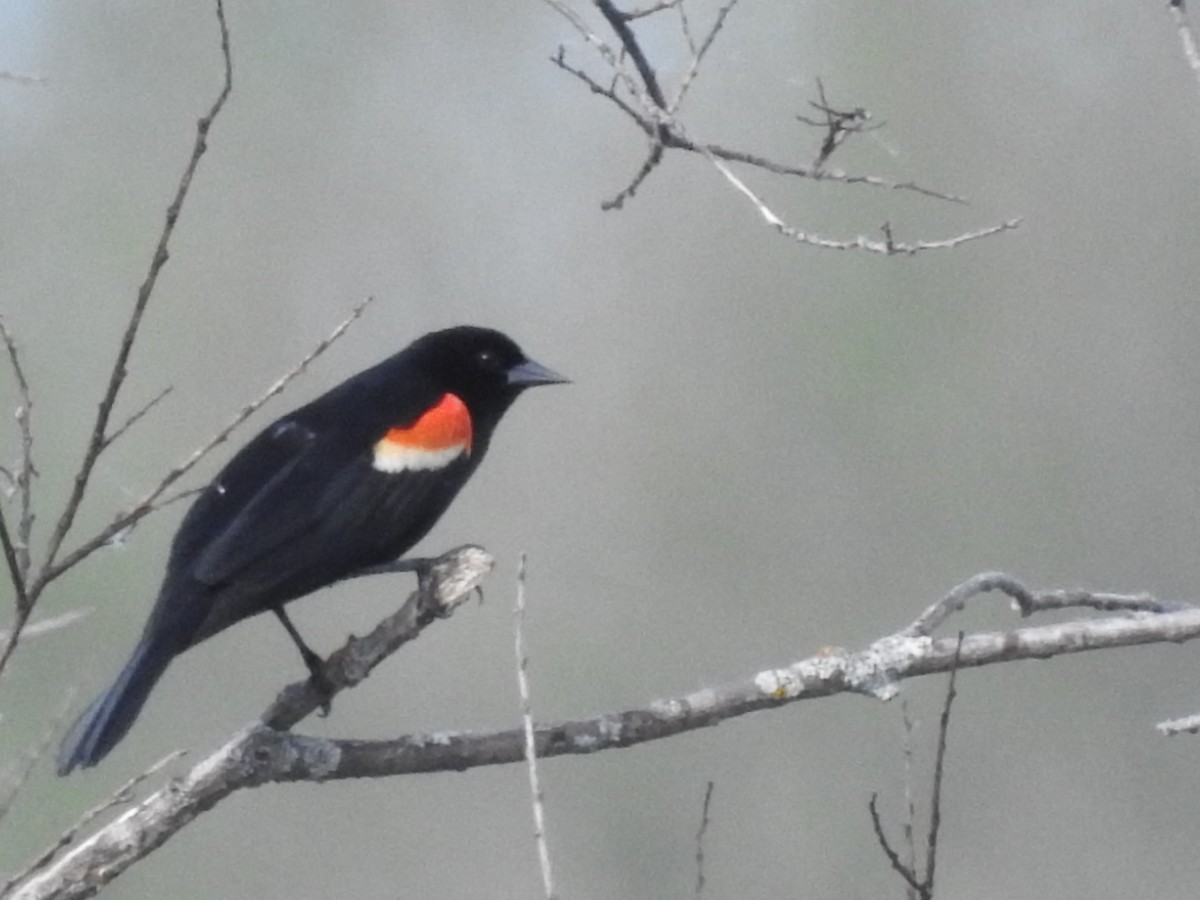 Red-winged Blackbird - ML620024977