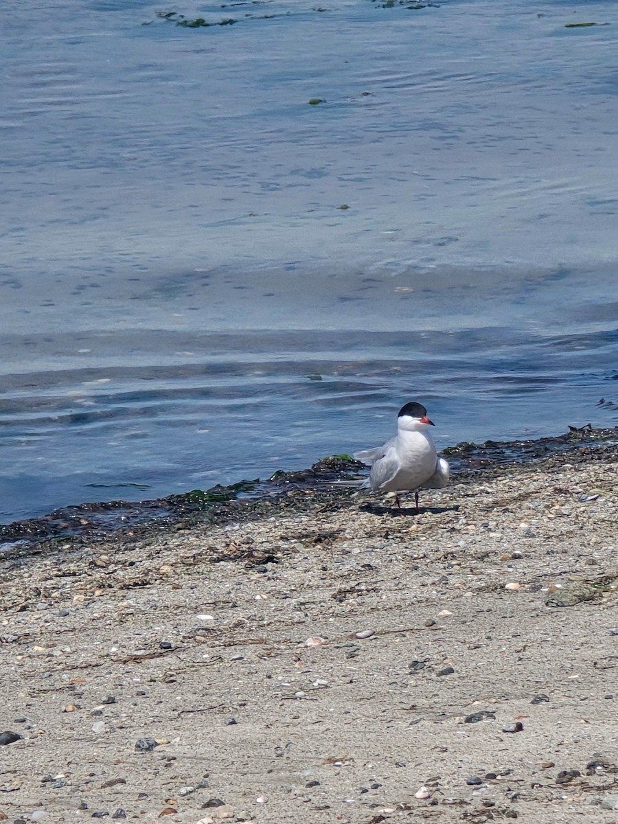 Common Tern - ML620024985