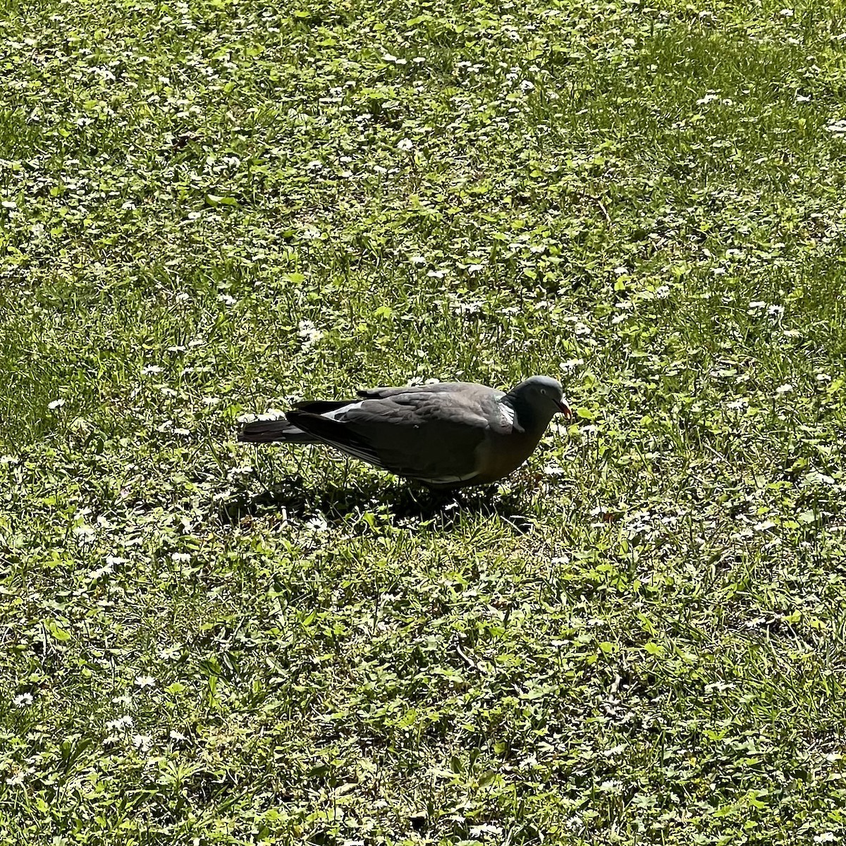 Common Wood-Pigeon - ML620025001