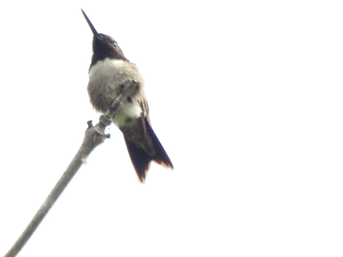 Yakut Boğazlı Kolibri - ML620025011