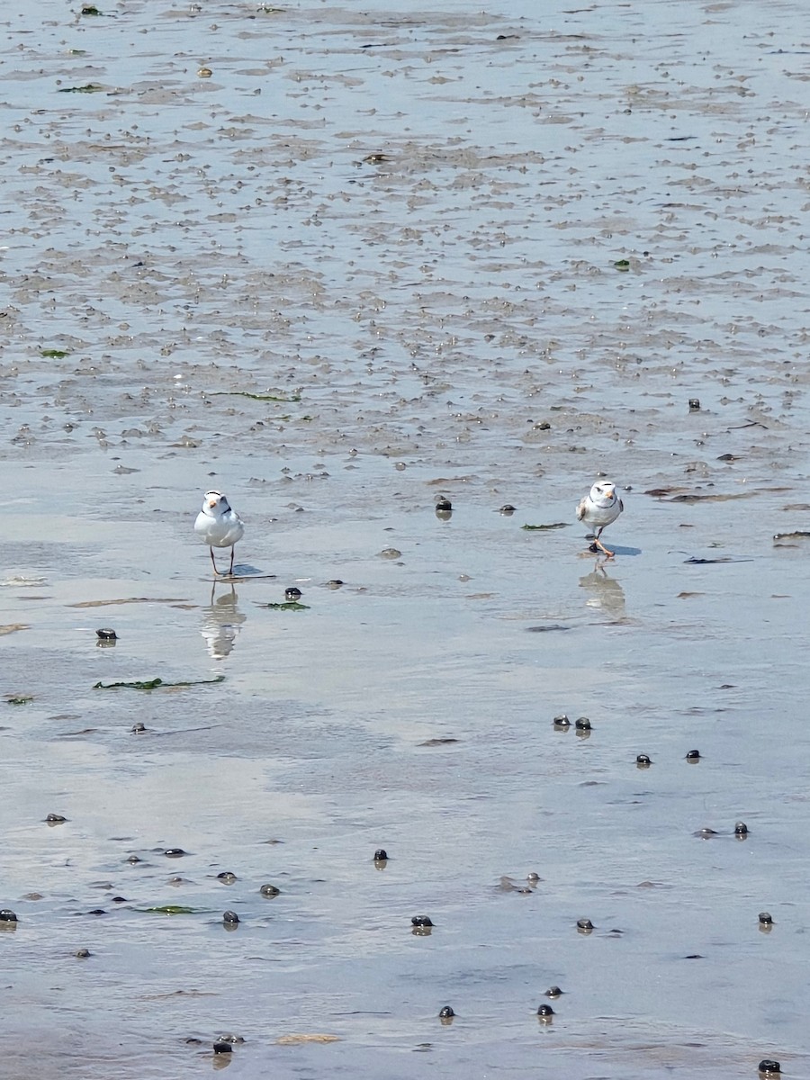 Piping Plover - ML620025014